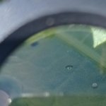 Uovo di Licena su foglia di Rumex - Foto Parco Paleontologico Astigiano